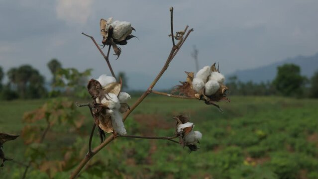 Cotton plant , mature cottons
