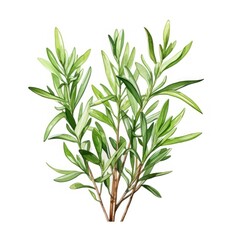 A charming watercolor botanical illustration of a sprig of rosemary, showcasing its fragrant leaves and woody stems