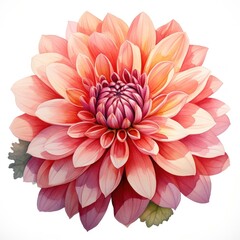 A delicate watercolor botanical illustration of a dahlia bloom, showcasing its intricate layers and vibrant hues