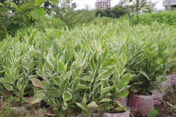 Euphorbia tithymaloides (Zig Zag Plant on farm