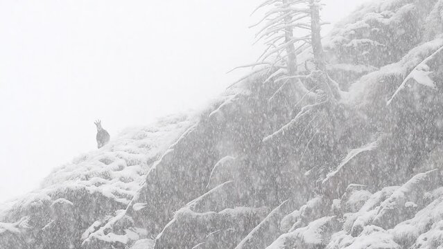 Inside the snowstorm, Alpine chamois in the winter season (Rupicapra rupicapra)