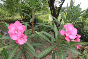 Nerium Oleander flower plant on farm