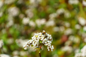 A bee sits on a white blooming flower and collects pollen. Subsistence farming in an ecologically clean region. Agricultural complex for the production of buckwheat and buckwheat honey.