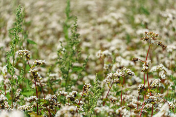 A large field for the cultivation of buckwheat. There are a lot of white little flowers in the field in summer. Agro-industrial complex for the production of buckwheat and buckwheat honey.