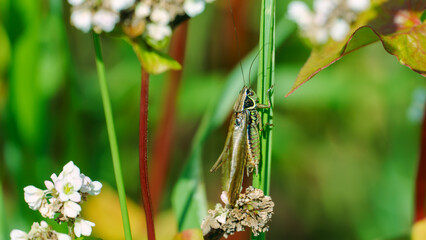 Grasshopper close-up of the stem of a beautiful white flower. Locust attack on the buckwheat field. The threat of crop loss. Large buckwheat field, eco agriculture