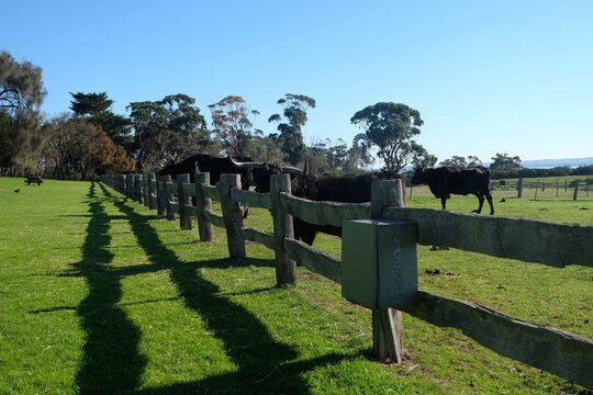 wooden fence, green field, and blue sky with clouds, with cows behide