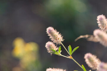 Clover plowed in the meadow.