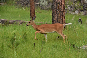 White Tailed Deer Walking Through a Field in the Wild