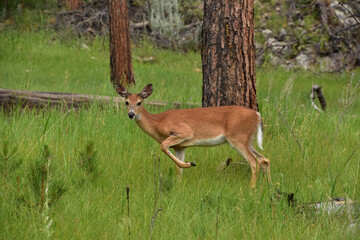 Doe in a Field with his Paw Raised
