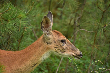 Side View of a Deer in the Wild