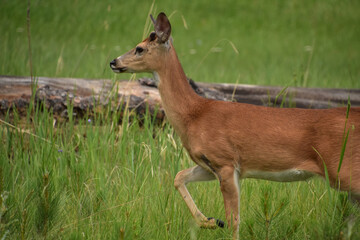 Deer with his Leg Raised Poised to Flee