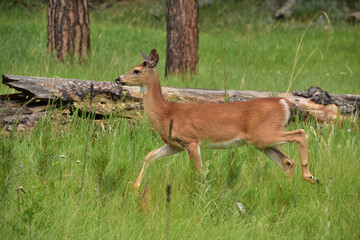 Deer Running Through a Meadow in Mid Stride