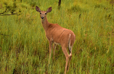 Doe Looking Back Over Her Shoulder in a Meadow