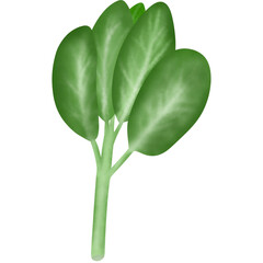 Fototapeta premium green leaf isolated on white