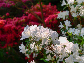 botanical island with flowers and natural park