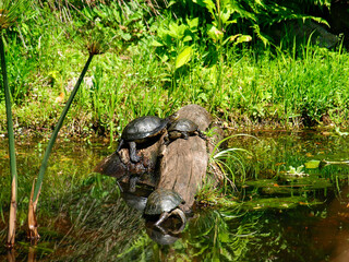 water turtles on a semi-submerged log