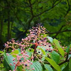 red and yellow flowers