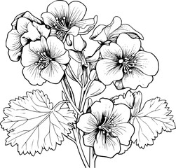 Geranium