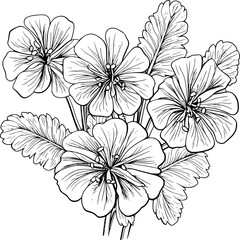 Geranium