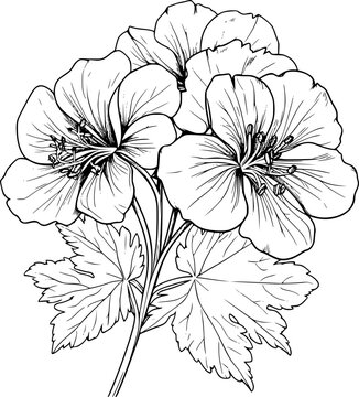 geranium flowers black and white line art clip art preview