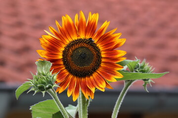 Sonnenblume mit Insekten - 639855557