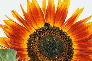 Sonnenblume mit Insekten - 639855562