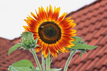 Sonnenblume mit Insekten - 639855569