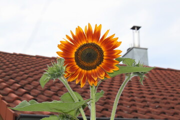 Sonnenblume mit Insekten - 639855572
