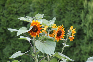 Sonnenblume mit Insekten - 639855573