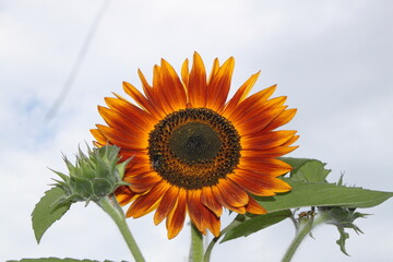 Sonnenblume mit Insekten - 639855576