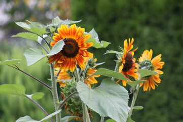 Sonnenblume mit Insekten - 639855582