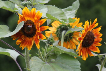 Sonnenblume mit Insekten - 639855583
