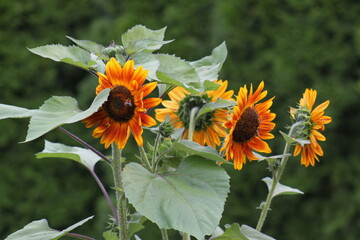 Sonnenblume mit Insekten - 639855588
