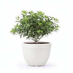 Minimalist indoor decor made easy with a potted plant in a simple ceramic container against a clean white background. Serenity at home. AI Generative.