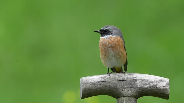 Redstart spins on a spade handle