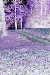 A beautiful summer meadow and path in a bright purple color film negative.