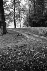 Country road winding over a hill in the woods, in a black and white.