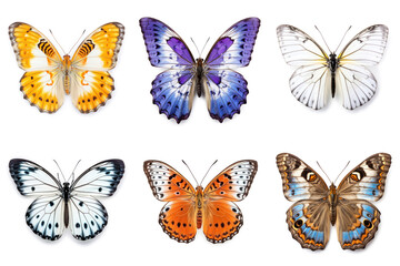 Set of colorful butterflies on white background
