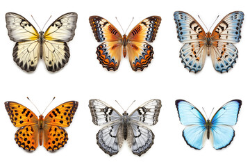 Set of colorful butterflies on white background