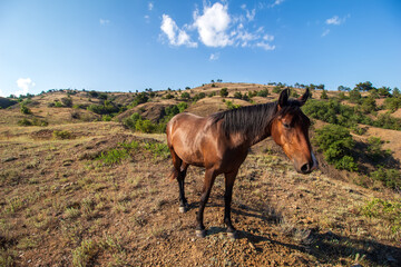 Wild horses in the mountains by the sea in the summertime.