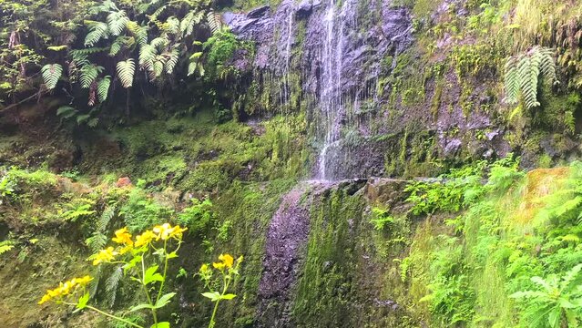 Majestic Risco Waterfall Surrounded by Gorges, Levada Verde, Madeira, Portugal