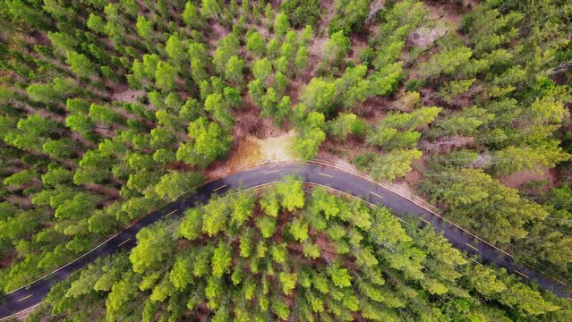 Pine tree forest aerial top view. Aerial Top Down Flyover Shot.