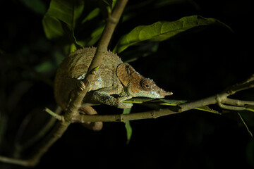 Calumma crypticum on the branch in Madagascar national park. Cryptic chameleon is resting in the forest during night. Animals who can change the color of the skin. 