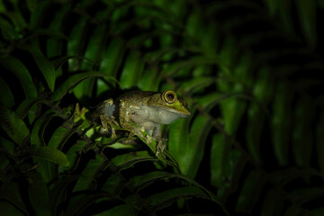 Boophis madagascariensis during night in Madagascar. Night frog is sitting in dark. Small green frog with pointed mouth.