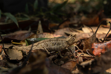 Brown leaf chameleon on the ground in Madagascar national park. Stump tailed chameleon is slowly walking in the forest. Animals who can change the color of the skin. 