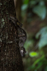 Satanic leaf tailed gecko on the ground in Madagascar. Uroplatus phantasticus is hiding on the leaves. Gecko who look like leaves. 