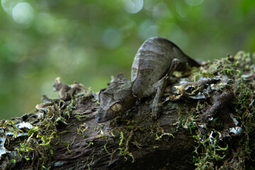 Obraz premium Satanic leaf tailed gecko on the ground in Madagascar. Uroplatus phantasticus is hiding on the leaves. Gecko who look like leaves. 