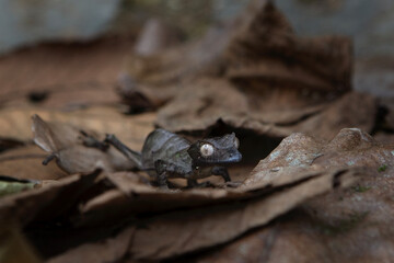 Satanic leaf tailed gecko on the ground in Madagascar. Uroplatus phantasticus is hiding on the leaves. Gecko who look like leaves. 