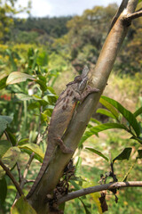 Parson's chameleon on the branch in Madagascar national park. Calumma parsonii is slowly walking in the forest. Animals who can change the color of the skin. 