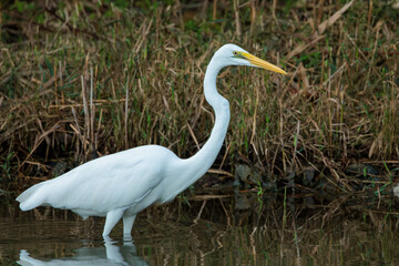Great egret(Ardea alba)